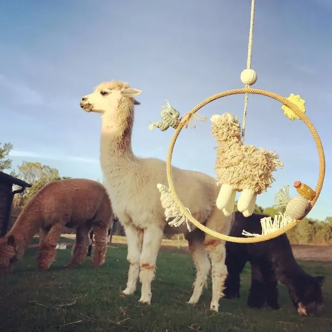 blabla dream ring - alpaca