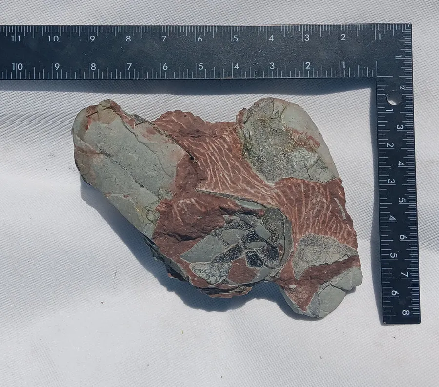 Cast Oviraptor Egg nest with Eggs Dinosaur