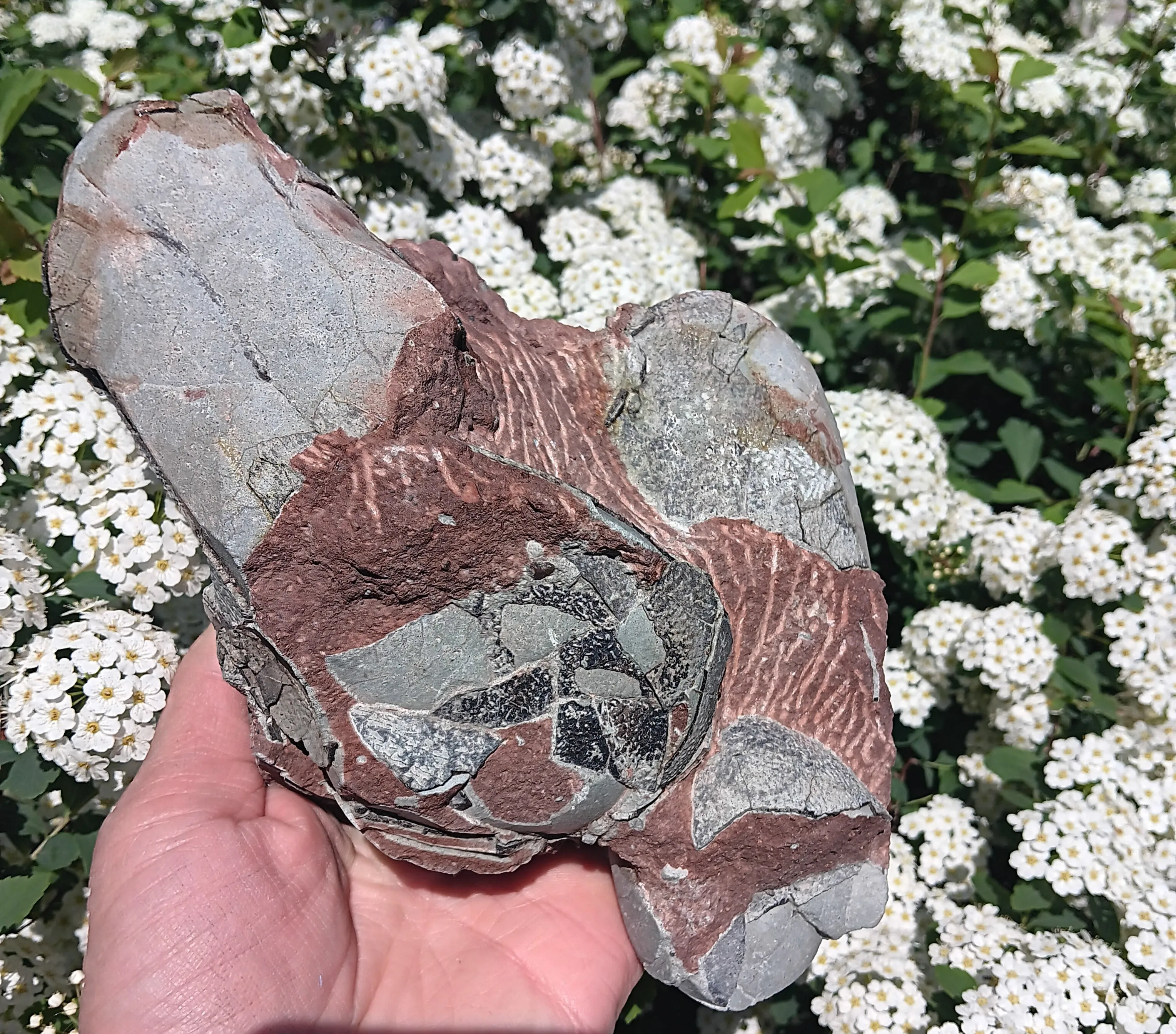 Oviraptor Egg nest with Eggs Dinosaur