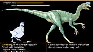 Oviraptor Egg nest with Eggs Dinosaur