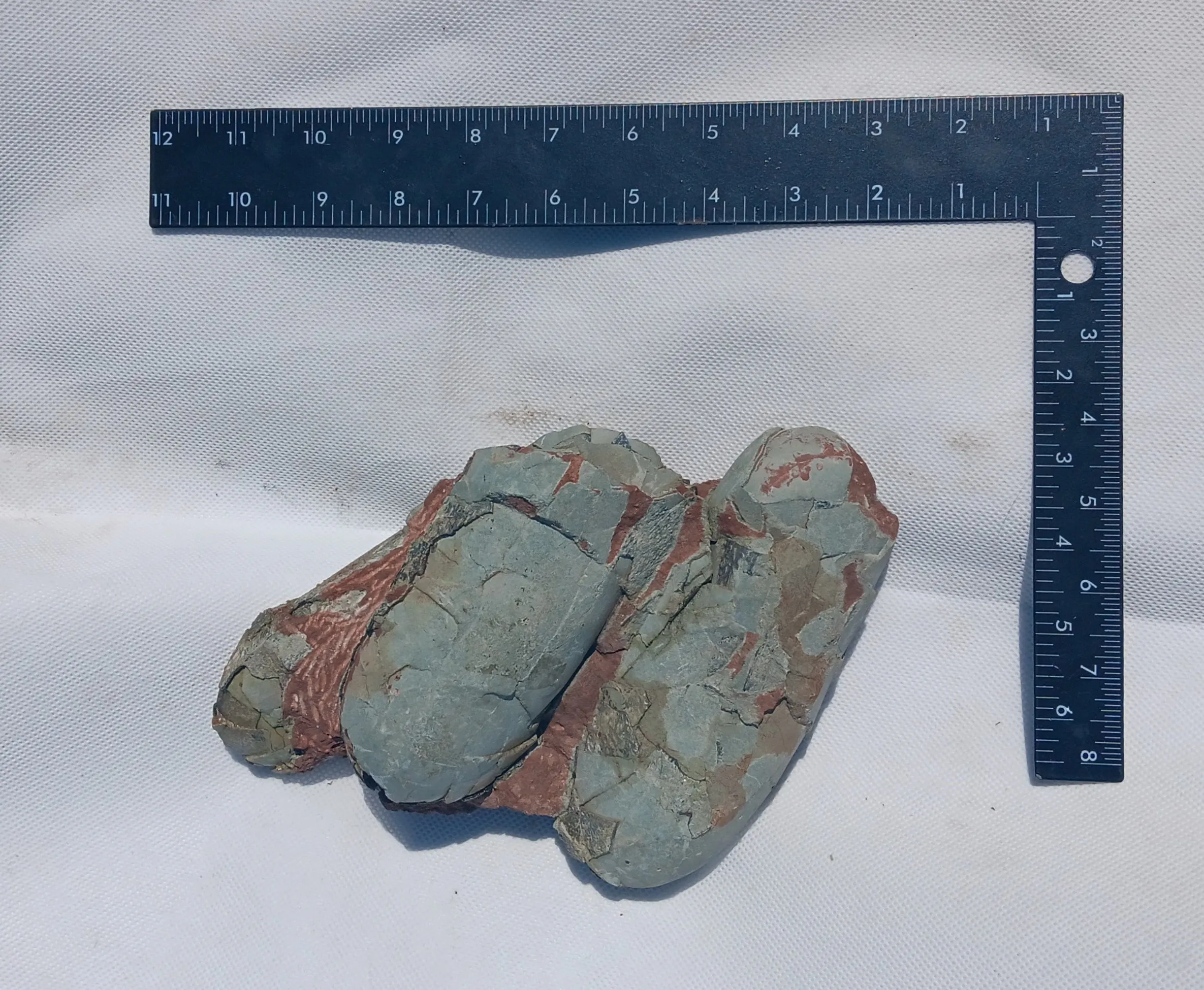 Oviraptor Egg nest with Eggs Dinosaur