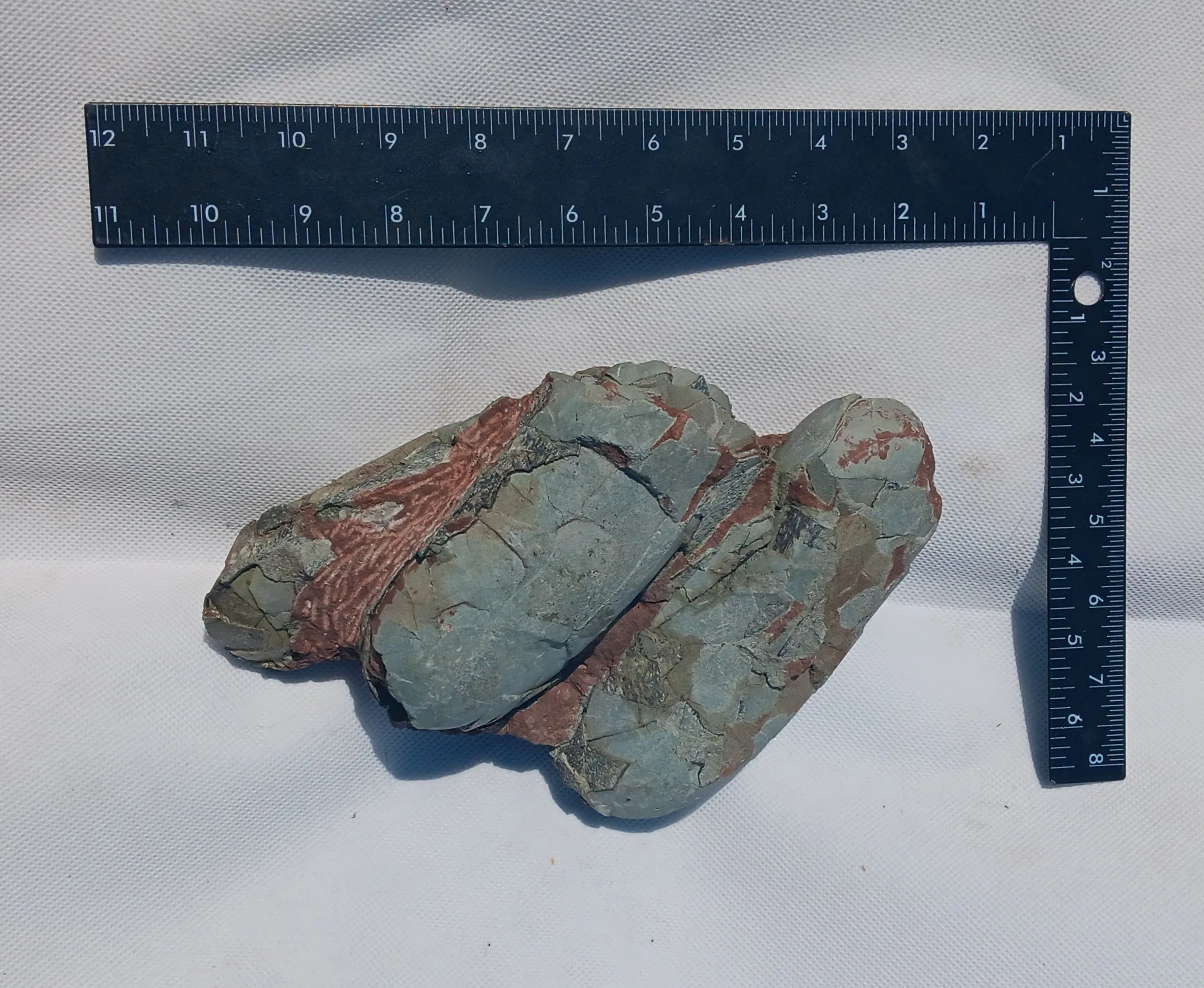 Oviraptor Egg nest with Eggs Dinosaur