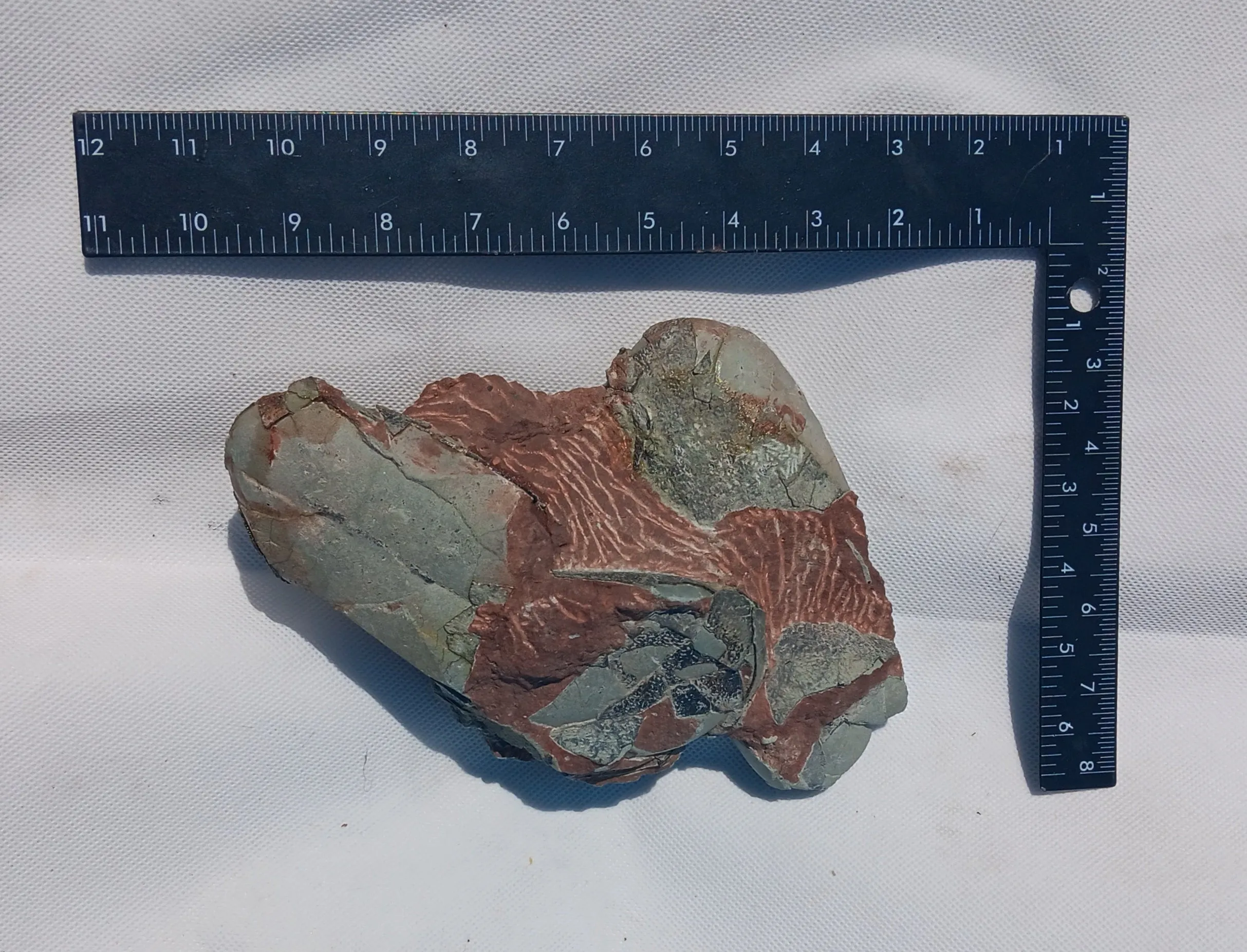 Oviraptor Egg nest with Eggs Dinosaur
