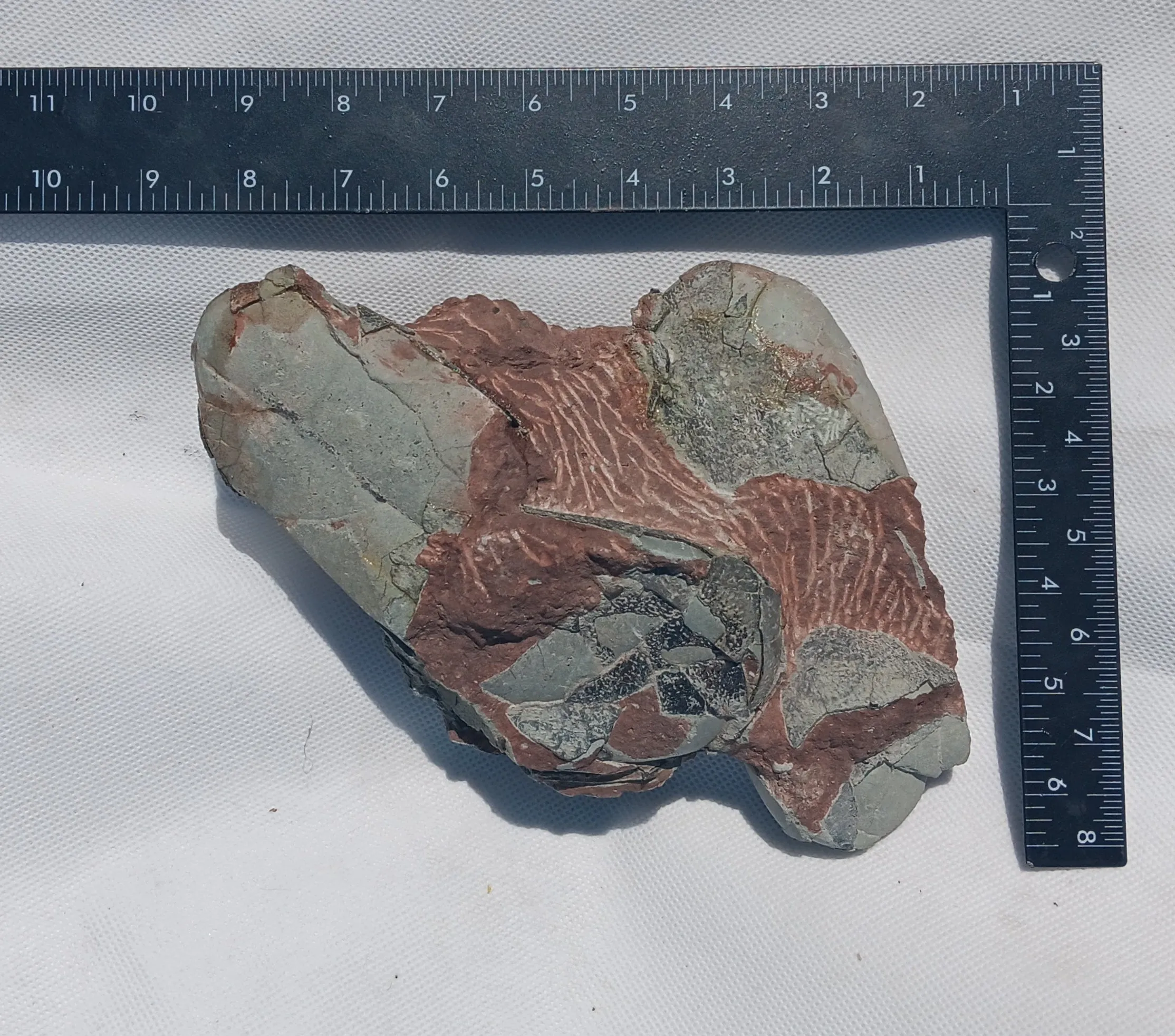Oviraptor Egg nest with Eggs Dinosaur