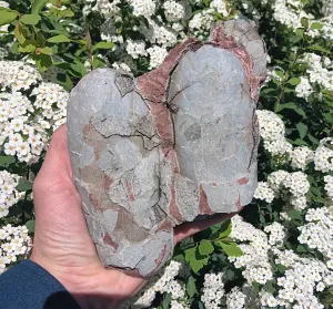 Oviraptor Egg nest with Eggs Dinosaur