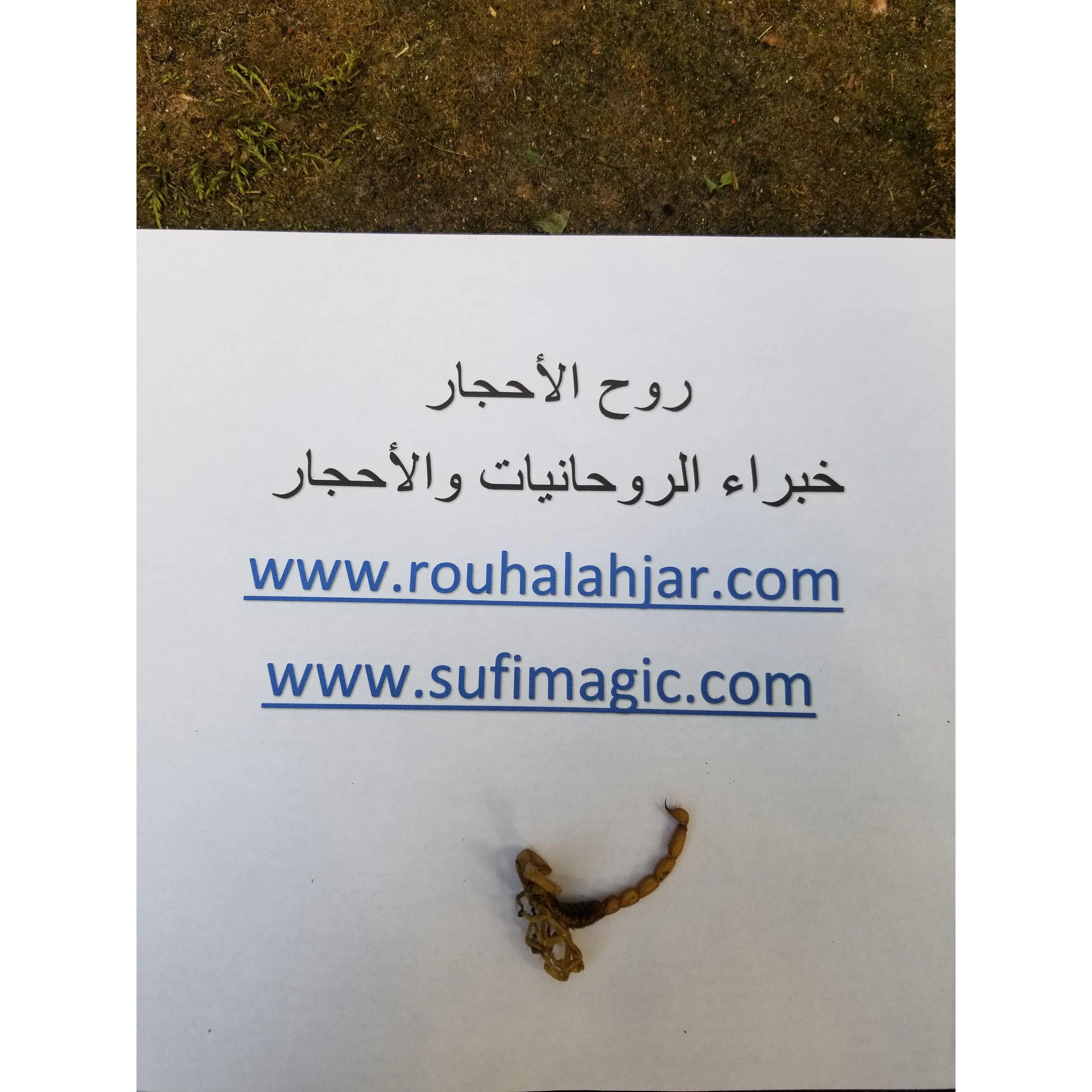 Scorpion naga stone - limited quantity